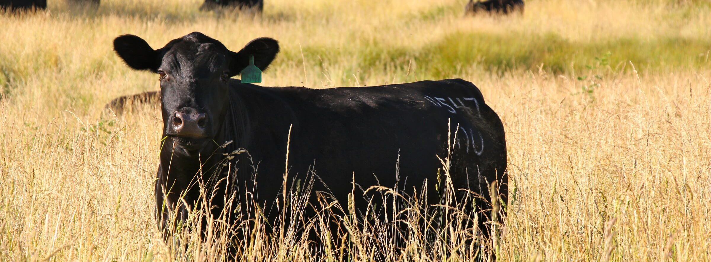 A black cow stands in tall grass, with more cows grazing in the background on a sunny field.