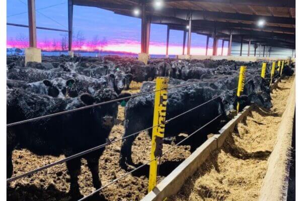 Black cattle in a covered feedlot eating hay at dusk, with a colorful sunset in the background.
