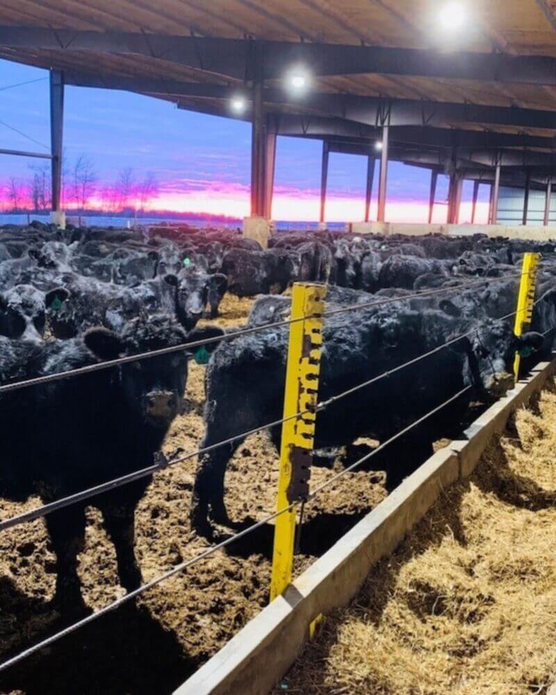 Black cattle in a covered feedlot eating hay at dusk, with a colorful sunset in the background.