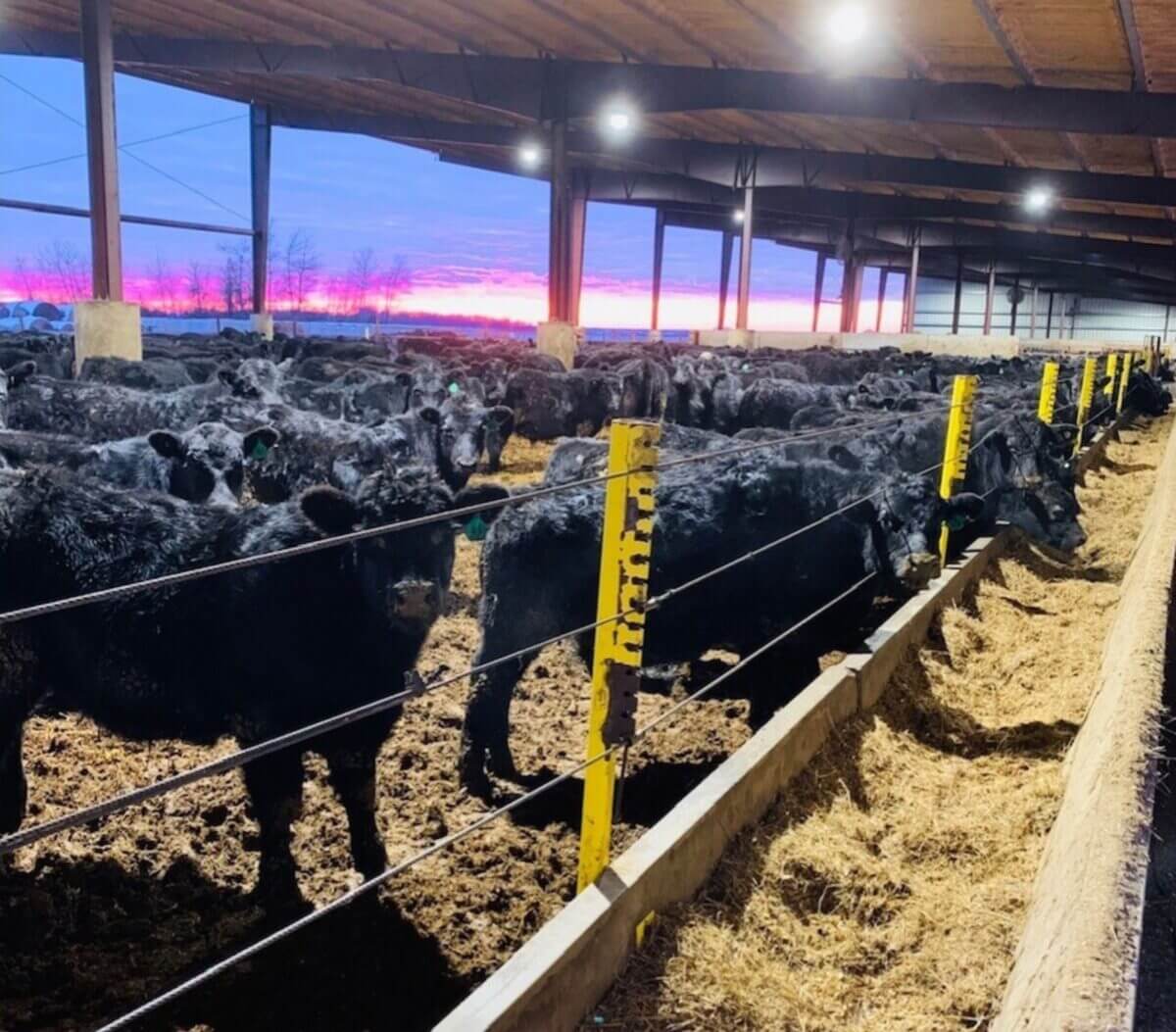 Black cattle in a covered feedlot eating hay at dusk, with a colorful sunset in the background.