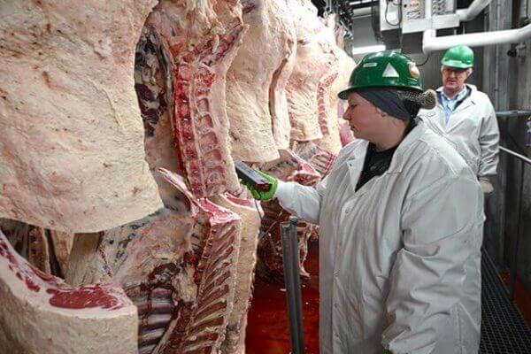 Two workers in protective gear inspect hanging beef carcasses in a meat processing facility.