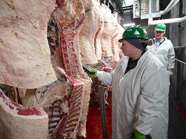 Two workers in protective gear inspect hanging beef carcasses in a meat processing facility.