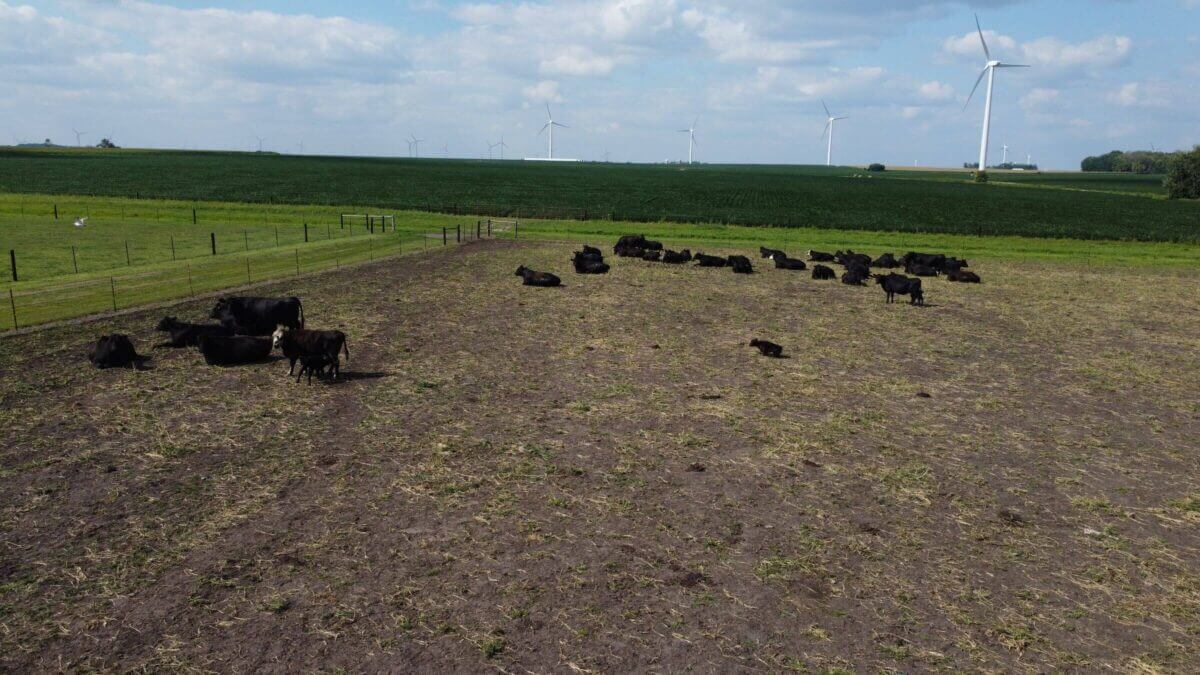 Cows grazing in a pasture with wind turbines and green fields in the background under a partly cloudy sky.