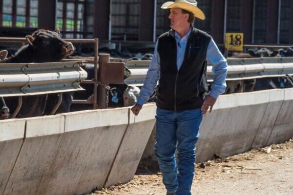 Man in a cowboy hat and vest walks by cows in a cattle pen at a farm or ranch.
