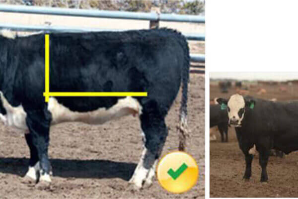 A black and white cow with yellow lines on its body, standing on dirt with a green check mark symbol.