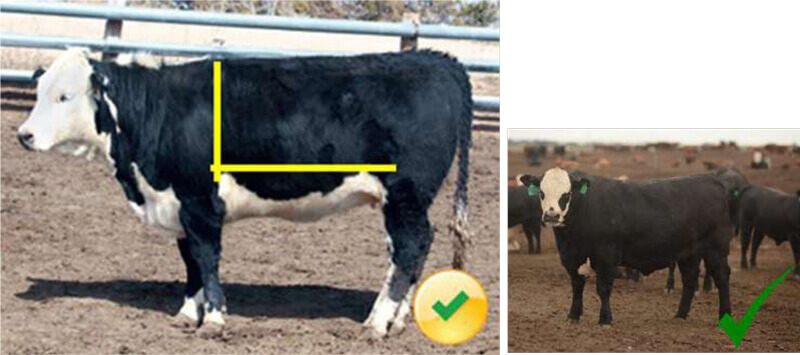 A black and white cow with yellow lines on its body, standing on dirt with a green check mark symbol.