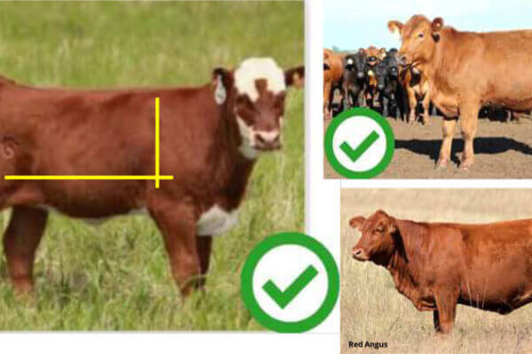 Three brown cows in fields, each with a green check mark indicating desirable features; yellow lines on the left cow.