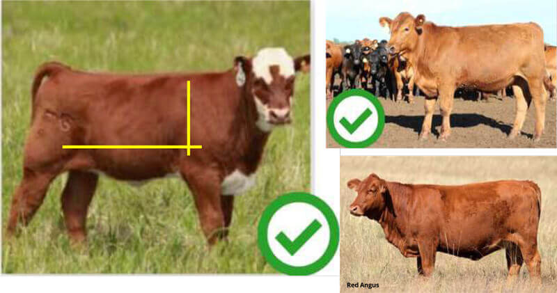 Three brown cows in fields, each with a green check mark indicating desirable features; yellow lines on the left cow.