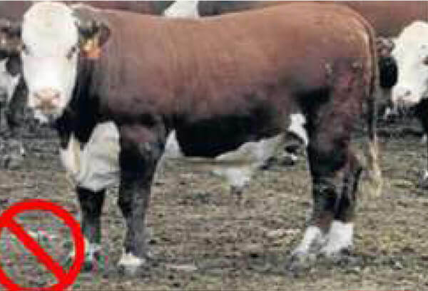 A brown and white cow standing on dirt, with a red "no" symbol over its back left leg.