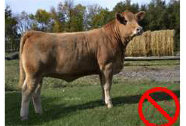 Brown cow standing on grass with a red prohibition symbol in the bottom right corner.