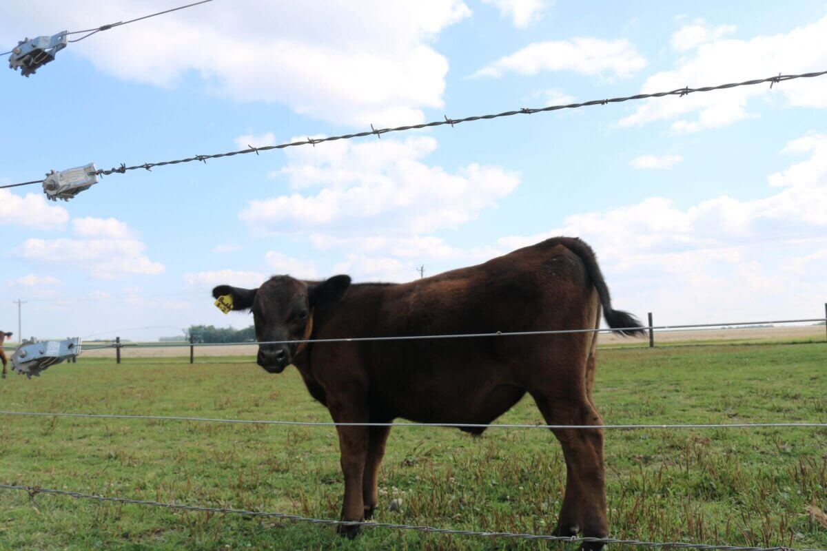 A brown calf stands in a grassy field behind a barbed wire fence under a partly cloudy sky.