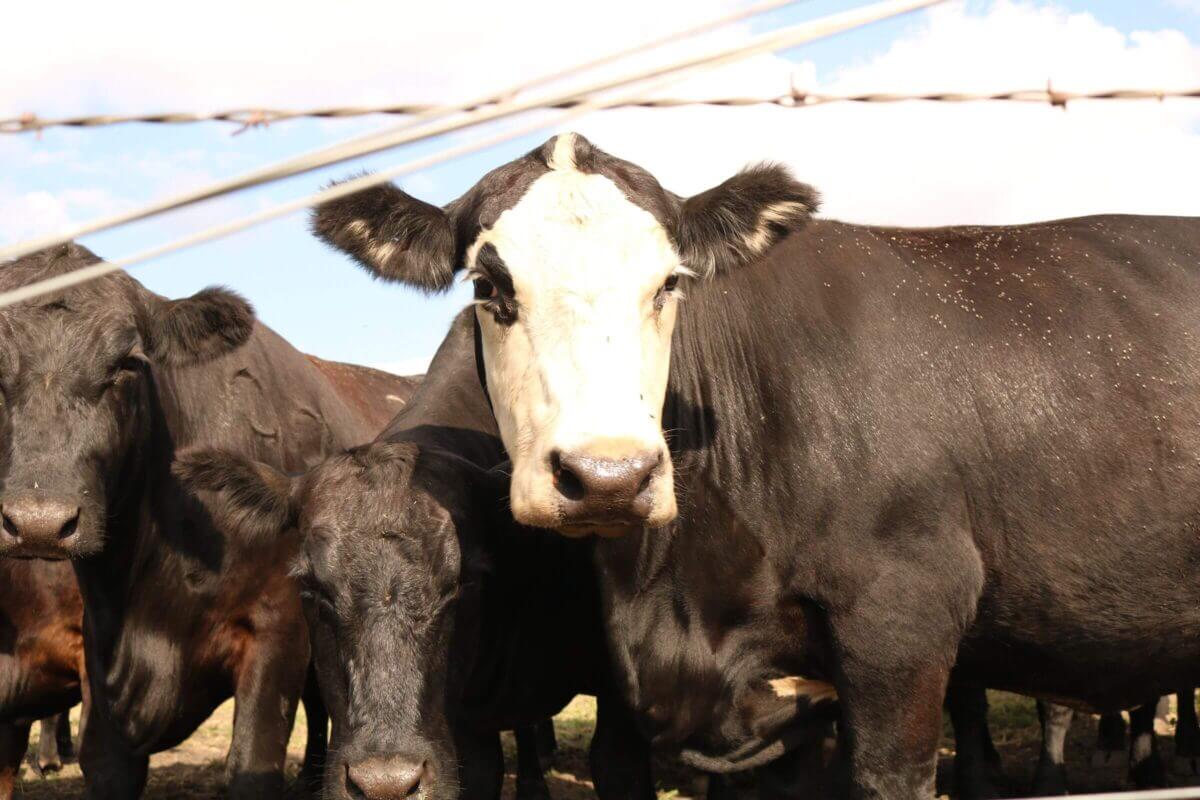 A group of black cows, one with a white face, standing close together behind a barbed wire fence.