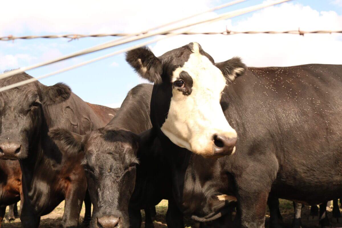 A group of black cows stand closely together behind a barbed wire fence under a partly cloudy sky.