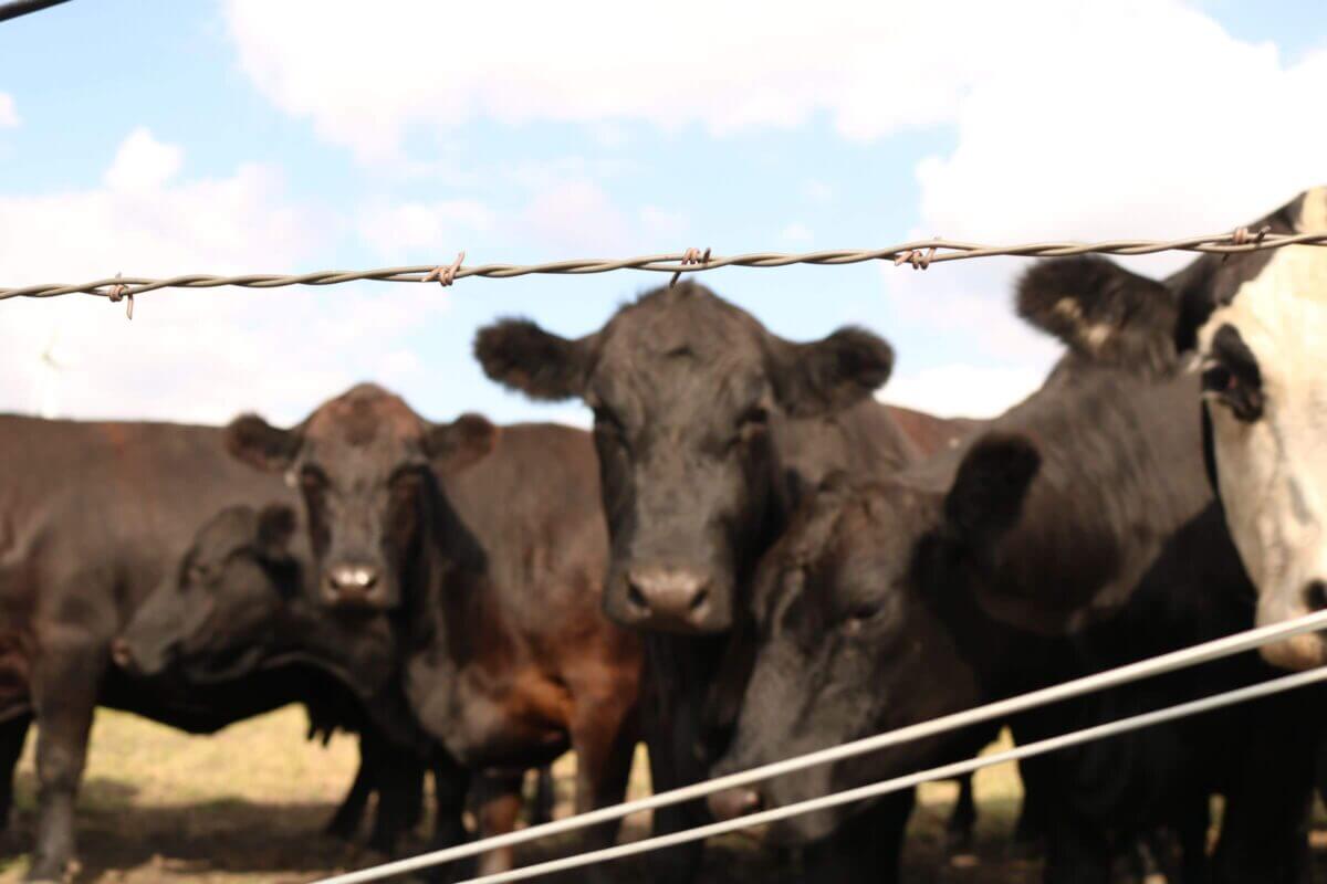 Several black cows stand behind a barbed wire fence on a sunny day with a blue sky and clouds.