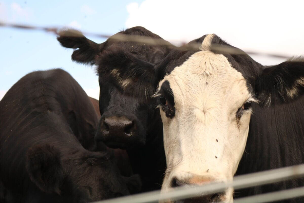Three black and white cows stand closely together near a wire fence, with flies on their faces.