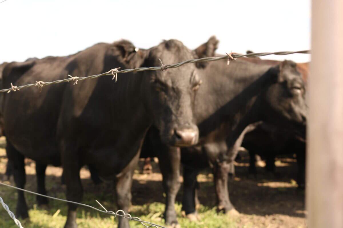 Group of black cows standing behind a barbed wire fence on a sunny day.