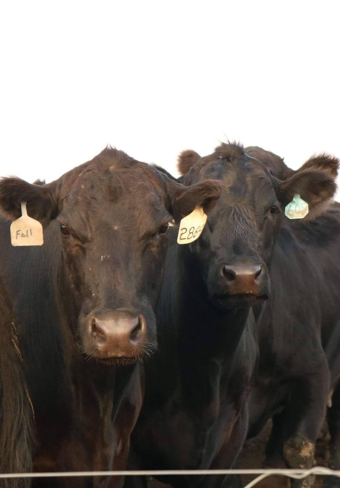 Two black cows with ear tags stand close together, facing the camera. The background is white and plain.