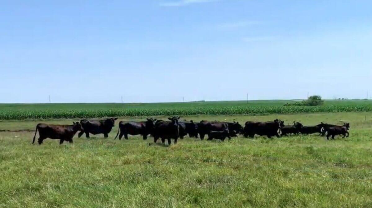 A herd of black cattle grazing in a green field under a clear blue sky.