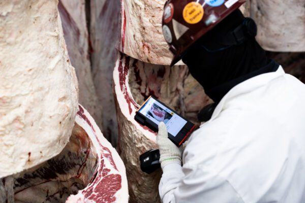 Certified Grader in maroon hard hat with stickers grading carcasses in cooler with instrument enhanced grading technology.