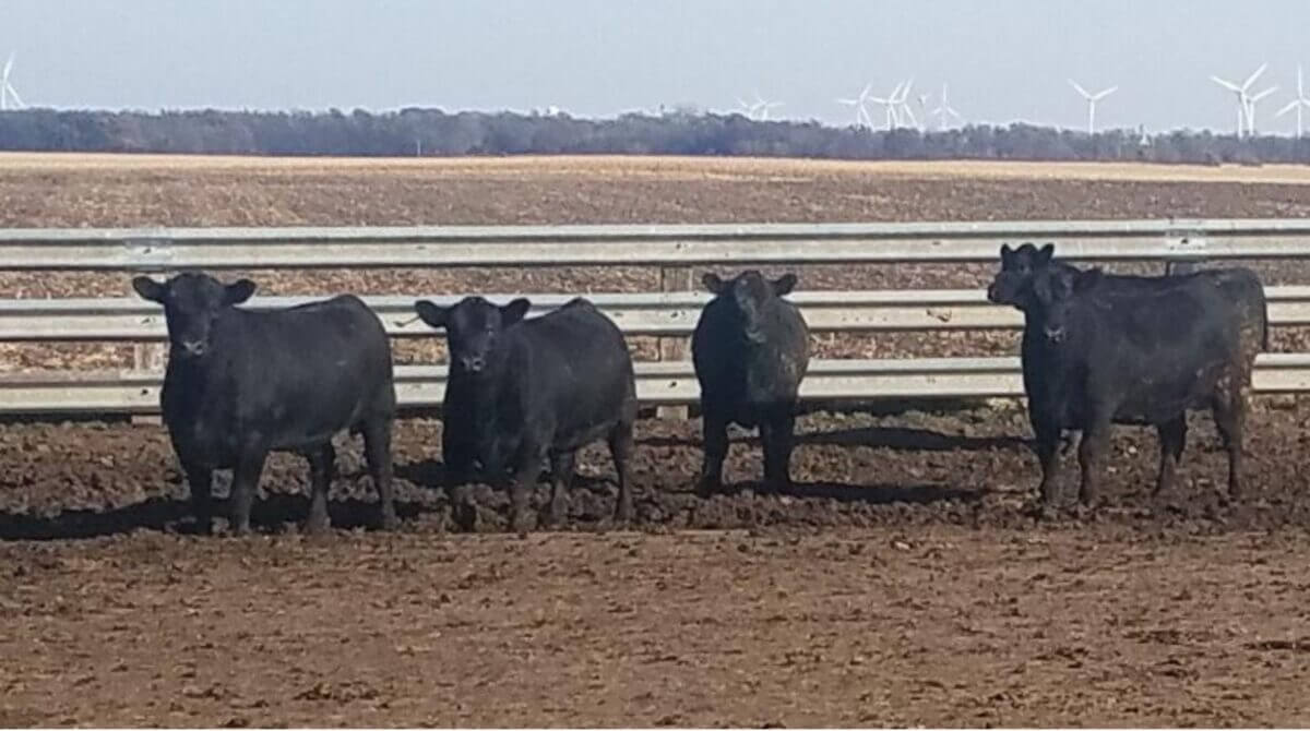 Slaichert Family Farm Herd