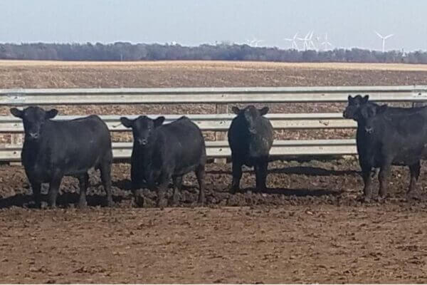 Slaichert Family Farm Herd