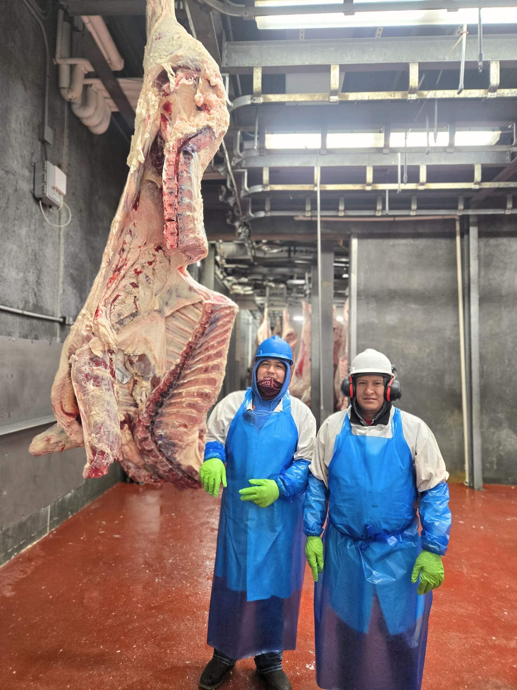 Two workers in blue aprons and safety gear stand by a large hanging side of beef in a meat processing plant.