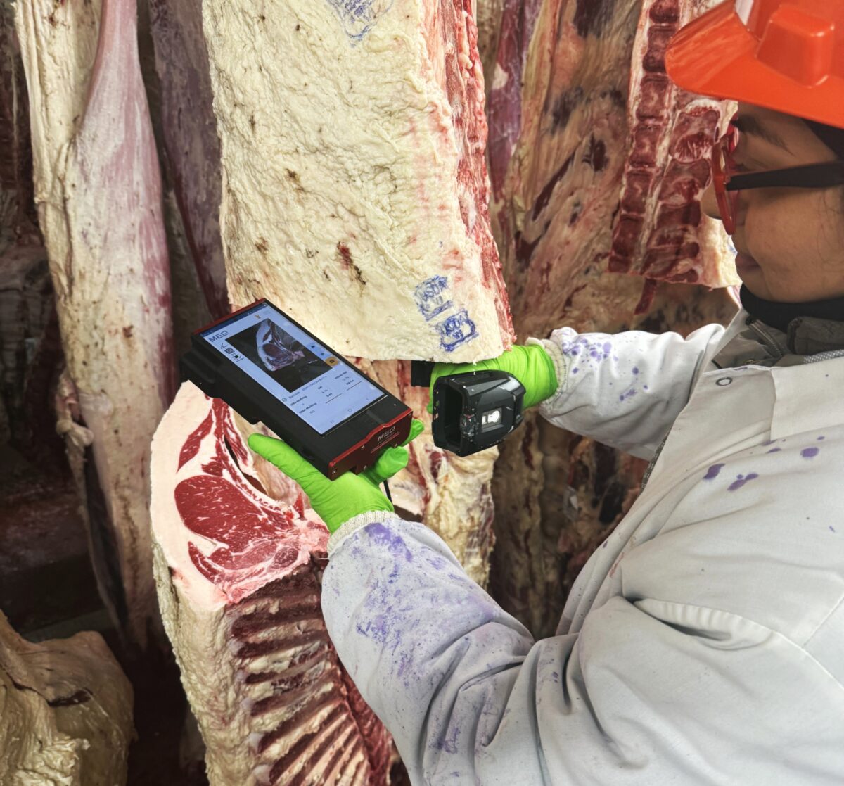 Upper Iowa Beef employee in orange hard hat grading beef carcass with instrument enhanced grading system.