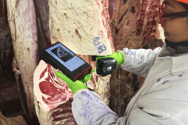 Upper Iowa Beef employee in orange hard hat grading beef carcass with instrument enhanced grading system.