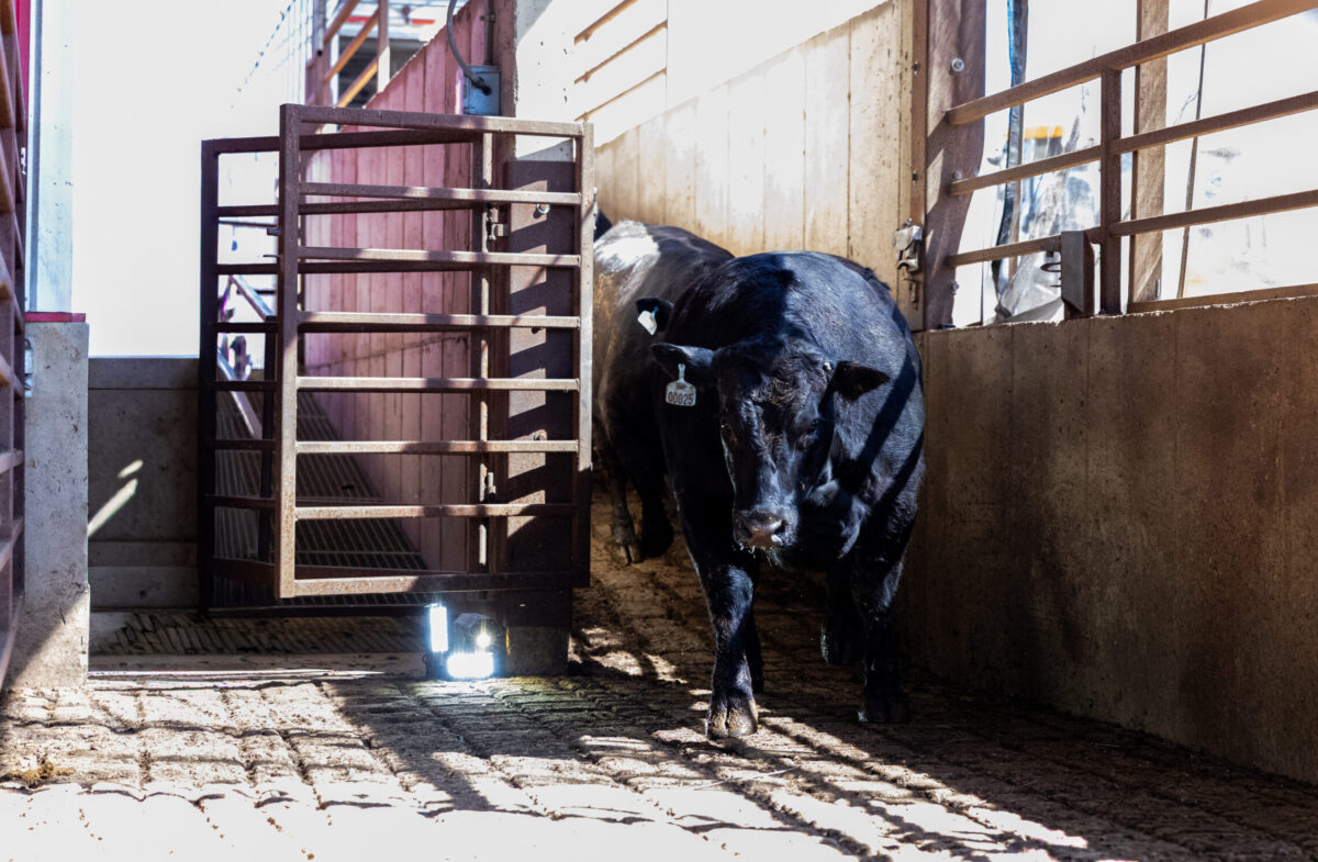 Harry Heel Wart AI detection camera, black angus cattle, cement walls and metal gates, cattle livestock trailer. Red buildings.