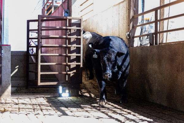 Harry Heel Wart AI detection camera, black angus cattle, cement walls and metal gates, cattle livestock trailer. Red buildings.