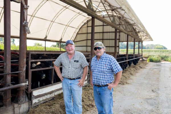 Cattle shed, black angus feeder cattle, green corn stalks, blue plaid shirts, farmers, cps, boots, concrete.