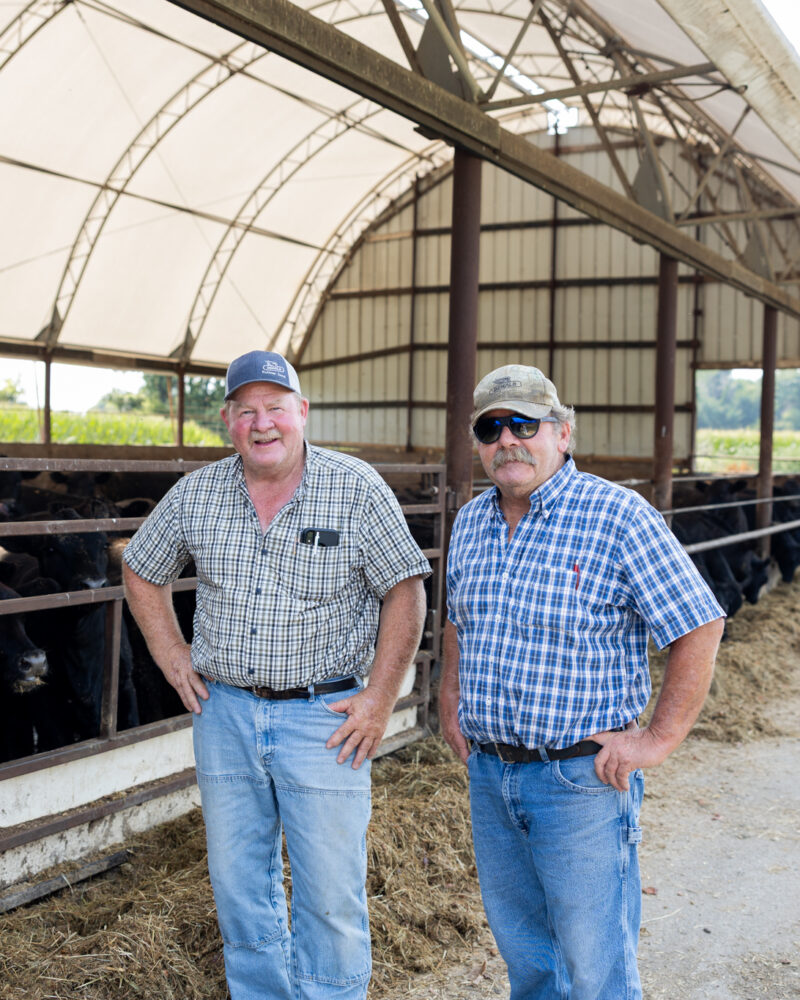 Cattle shed, black angus feeder cattle, green corn stalks, blue plaid shirts, farmers, cps, boots, concrete.